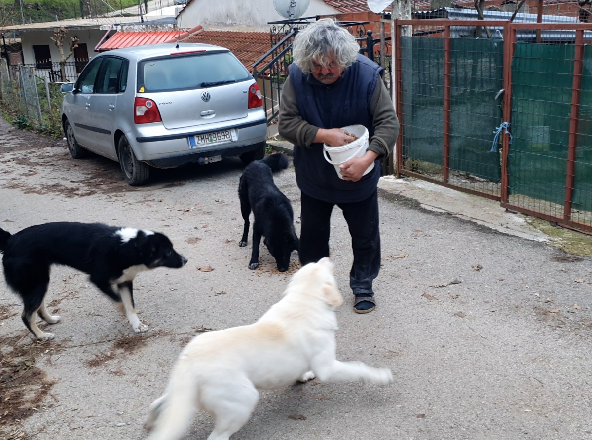 Αδέσποτα στα Κανάλια